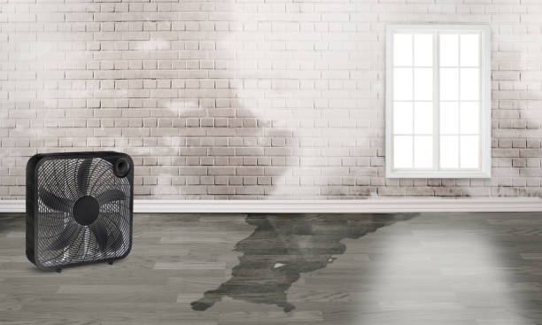 Best Water damage restoration near me  in Green Island, NY